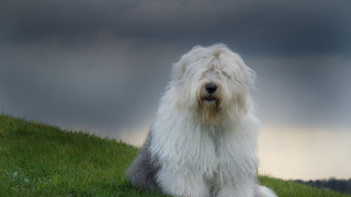 Shaggy white dog sitting green - australian tonalism free wallpaper
