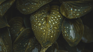 Leaves water droplets dark background - a close up of a bunch free wallpaper
