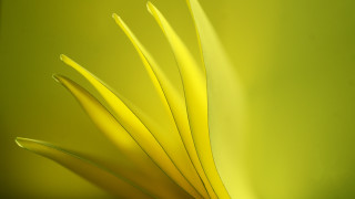 Yellow flower green background macro 4 - focus free wallpaper