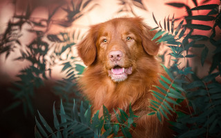 Dog bush tongue open nature - renaissance free wallpaper