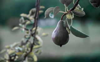 Tree fruit leaves blurry background - branch free wallpaper