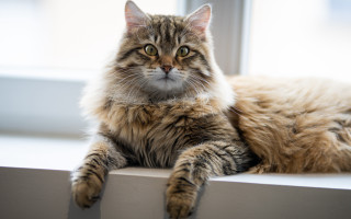 Cat window sill tiger yellow - the window sill free wallpaper