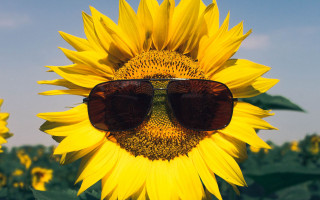 Sunflower sunglasses field blue sky - a field of sunflowers free wallpaper