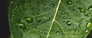 Green leaf water drops macro 55 - a green leaf free wallpaper