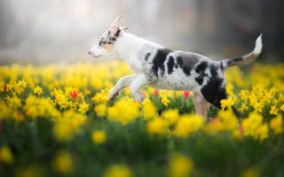 Small dog running field blurry - a field of flowers free wallpaper