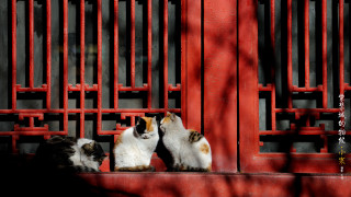 Three cats red ledge red - an zhengwen free wallpaper
