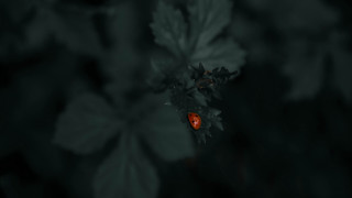 Red bug leaf plant night - the dark night sky free wallpaper