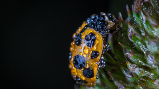 Yellow bug water drops macro - arie smit free wallpaper