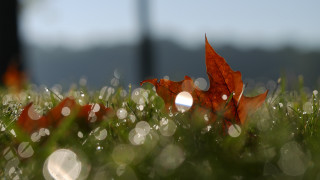 Leaf dew waterdrop underwater macro - a leaf free wallpaper