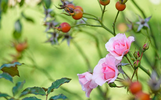 Pink rose garden bloom bokeh - rose free wallpaper