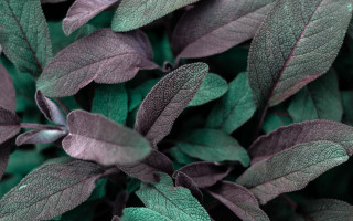 Closeup green leaves stems black - a close up of a plant free wallpaper