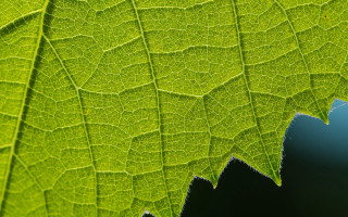 Green leaf macro nature background - a green leaf free wallpaper