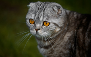 Cat yellow eyes blurry grass - neoplasticism free wallpaper