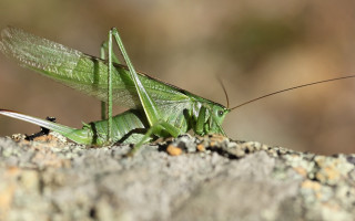 Green grasshopper rock wings spread - cricorps grégoire free wallpaper