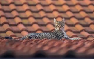 Cat roof red tiled bokeh - red free wallpaper for desktop