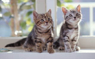 Kittens window sill cute photorealistic - andries both free wallpaper