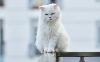 White cat railing building background - outside a building free wallpaper