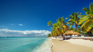 Beach palm trees hut ocean - palm tree and a hut free wallpaper