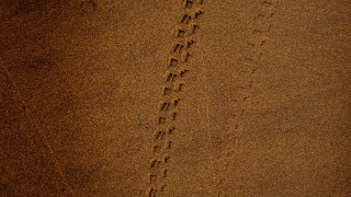 Beach couple surfboard footprints landart - a surfboard free wallpaper