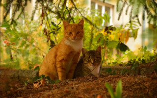 Cats shade tree forest autumn - an album cover free wallpaper
