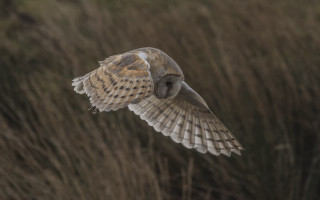 Bird flying tall grass field - dave allsop free wallpaper