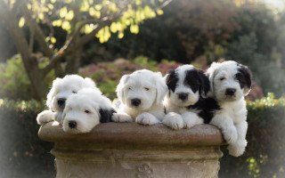 Dogs pillar tree bushes adorable - a group free wallpaper