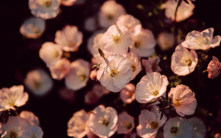 Pink flowers blooming sunny garden - elinor proby adams free wallpaper
