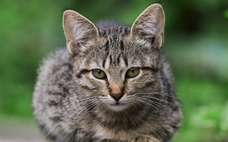 Serious green eyed cat outdoor - outside free wallpaper