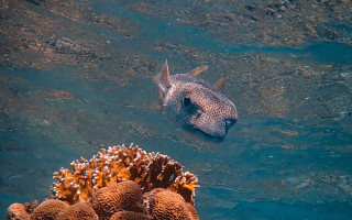 Fish coral sponges underwater tiltshift - damien hirst free wallpaper