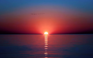 Sunset bird over water matte - anthony s waters free wallpaper
