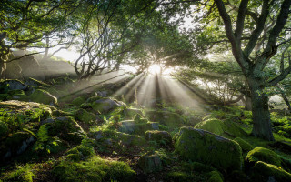 Forest sunbeams mossy rocks volumetric - sunbeam free wallpaper
