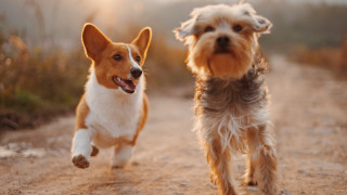 Dogs running shiba inu outdoors - dof free wallpaper