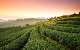 Green field sunset hill house - green plant free wallpaper