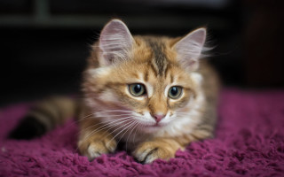 Kitten purple blanket blue eyes - a small kitten free wallpaper