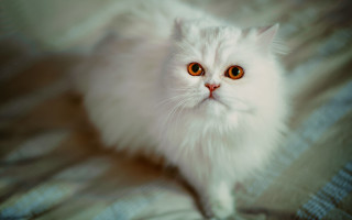 White cat orange eyes blue - blanket free wallpaper