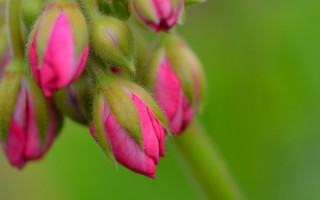 Flower bud macro blurry background - macro photography free wallpaper