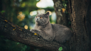 Cat branch forest curious bird - a curious look free wallpaper