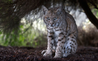 Small lynx woods nature blurry - the background and grass free wallpaper
