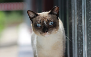 Cat blue eyes window brick 3 - a brick wall behind free wallpaper