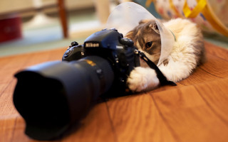 Cat camera plastic bag macro - plastic free wallpaper