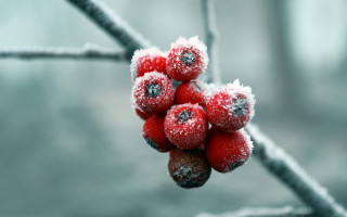 Berries snow ice branch macro - a bunch of berries free wallpaper