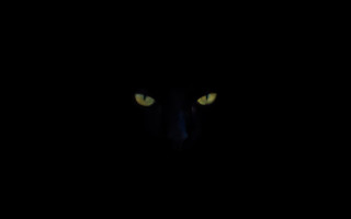 Black cat glowing eyes serious - the dark night time free wallpaper