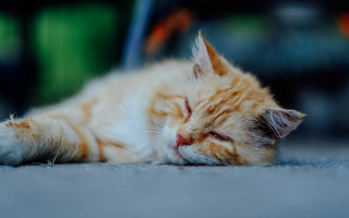 Sleeping cat orange postminimalism blurry - orange free wallpaper