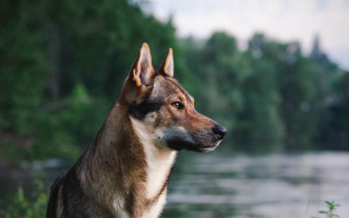Dog water forest bush nature - the background and a body of water free wallpaper
