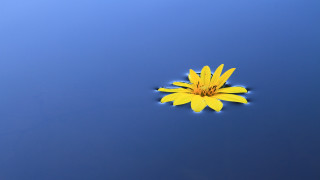 Yellow flower blue sky clouds 2 - the petal free wallpaper