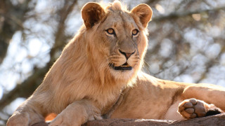 Lion rock sun open eyes - a lion free wallpaper