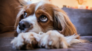 Dog couch wideeyes blurry background - his paw free wallpaper