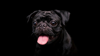Black pug tongue out portrait - its tongue free wallpaper