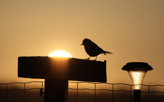 Bird sunset fence silhouette utility - a fence free wallpaper