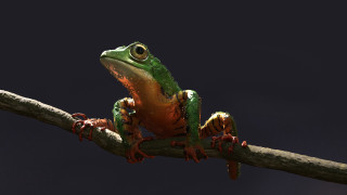 Frog branch open eyes dark - unreal engine 5 quality free wallpaper